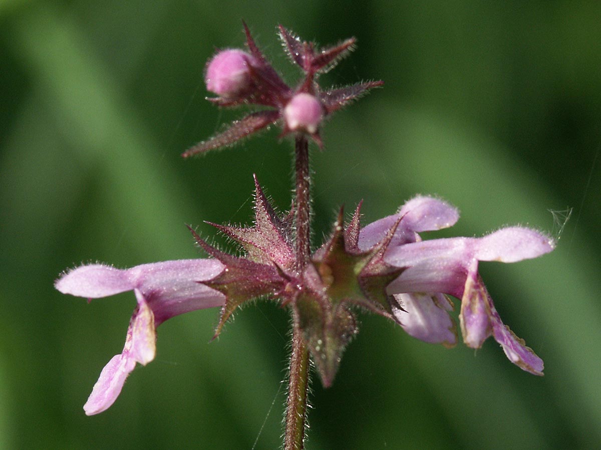Blüten